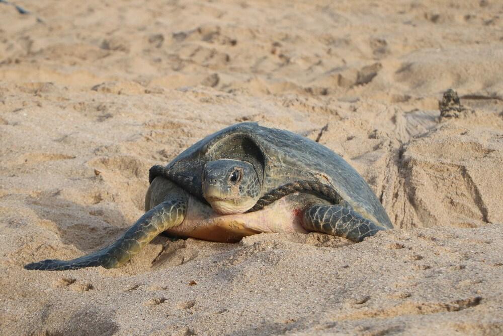 Ras Al Jinz Turtle Reserve Al Hadd